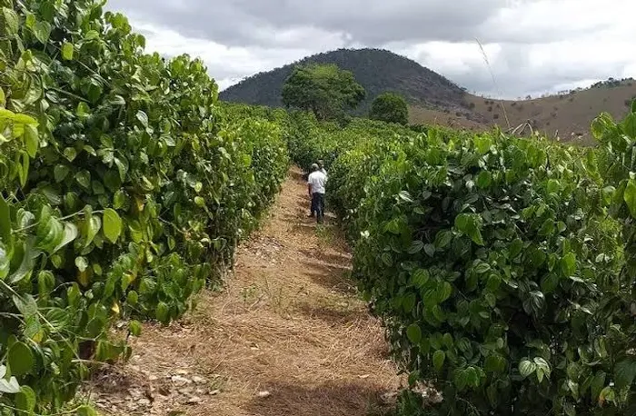 Mudas de Pimenta-do-Reino Selecionadas - Alta Produtividade embrapa 