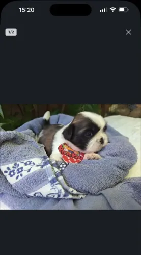 Filhote pronto entrega shih-tzu com pedigree