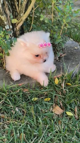 Spitz alemão
