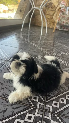 Apenas MACHO!!