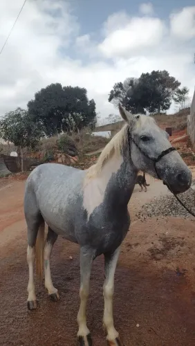 Égua pampa dágua homozigota