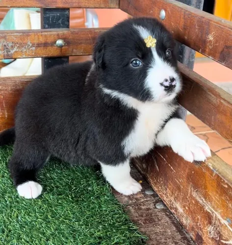 Border Collie preto e branco