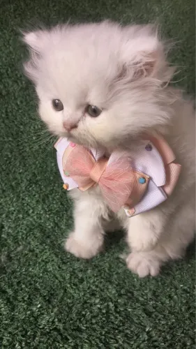 Gato persa a pronta entrega