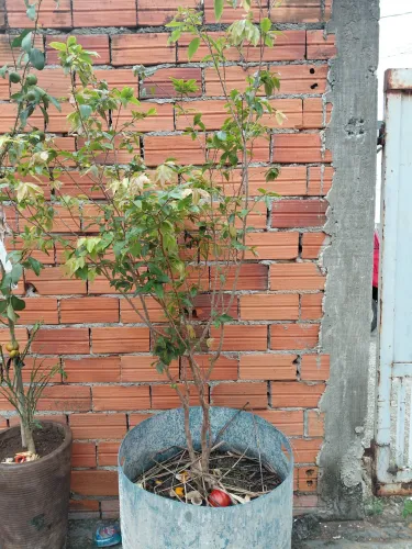 Jabuticaba 