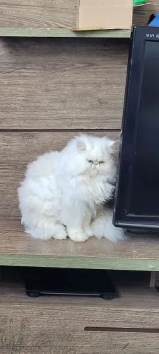 Gato persa macho cruza (ñ venda)