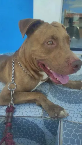 Cachorro pra cruza