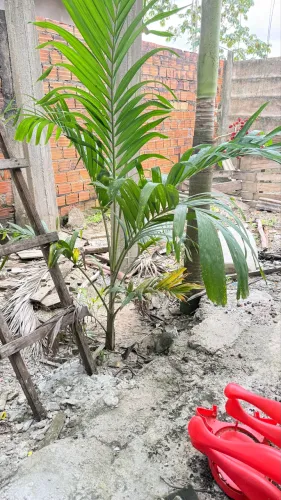 Palmeira ? 