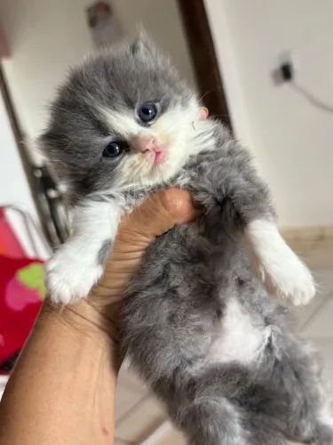 Vendo Gato Persa