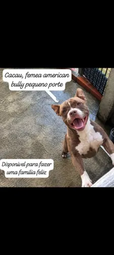 Filhote american bully femea