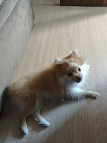 Vendo Spitz Alemão Anão (Lulu da Pomerânia) - filhote com pedrigree CBKC