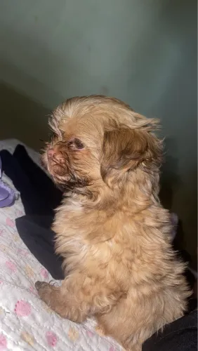 Filhotes de shih tzu mini pra vender