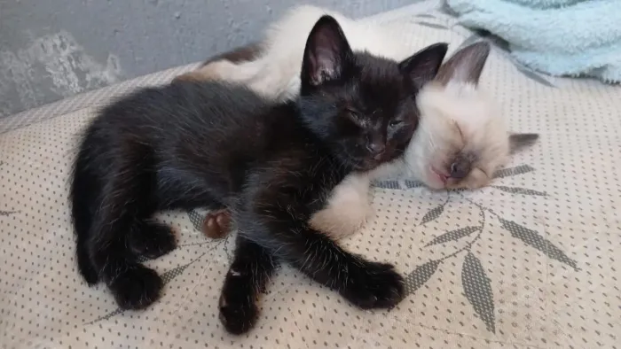 GATINHOS PARA ADOÇÃO RESPONSÁVEL 