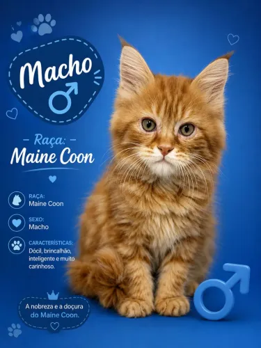 Gato gigante Maine Coon