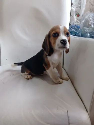 Beagle tricolor e bicolor 