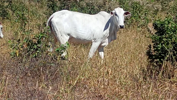 Vaca Nelore Amojando + Vaca Preta com Cria à Solta
