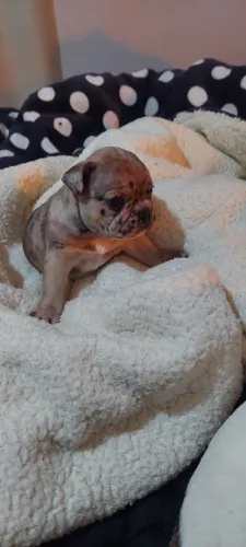 Vendo 2 machinhos de bull francês