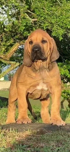 Filhotes de Fila brasileiro