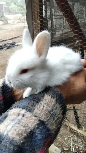 Mini Coelhos