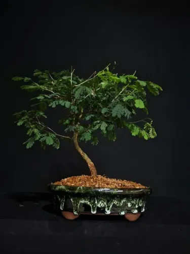 Bonsai De Piteco / Vaso de Cerâmica Verde e Preto - Hajime Bonsai
