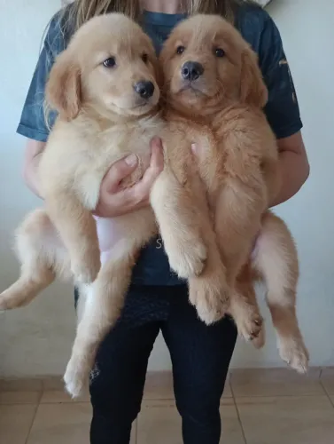 Golden Retriever : Machos e Fêmeas Puros