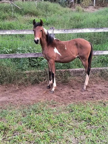 Potro pampa genética de Mangalarga Marchador!