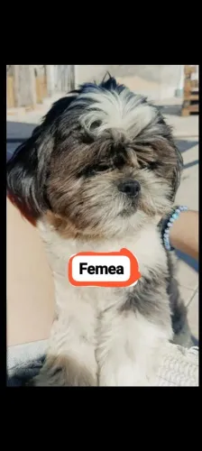 Vende-se cachorrinho fêmea e macho