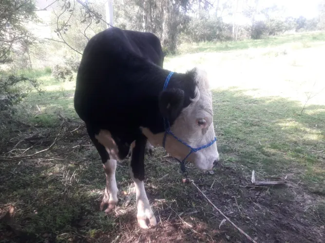 VENDO VACA