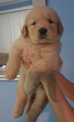 Golden Retriever,linhagem de campeão!!