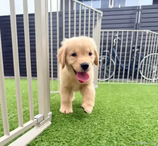 Filhote de cachorro brincalhão Golden Retriever