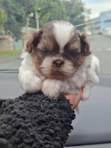 Linda filhote de shih tzu femea 