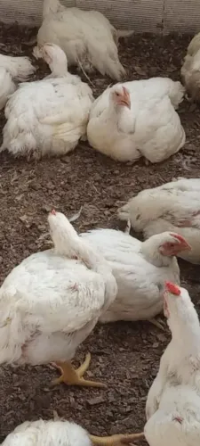 Frango de Granja R$ 11 kg