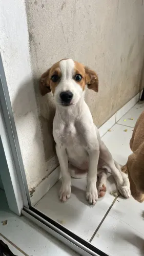 Cachorros para disponíveis para doação