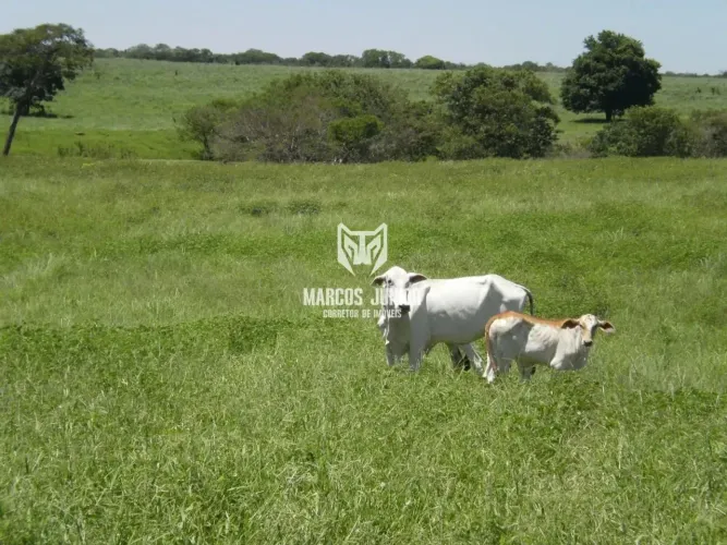 GRANDE FAZENDA NO NORTE DE MINAS PARA PECUARIA DE 8 MIL HA BEM FOMADA E COM RIO
