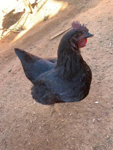 Galinha caipira