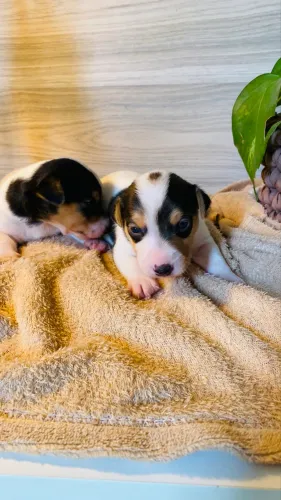 Jack Russell Terriê 