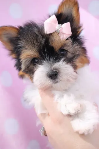 Lindinha bebê de yorkshire biewer terrier fêmea! Vacinada