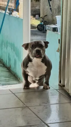 American Bully Micro - Para vender HOJE
