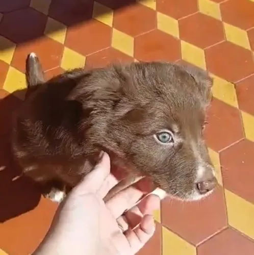 Filhote Border Collie Macho