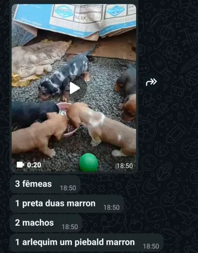 Ninhada de linguicinha 