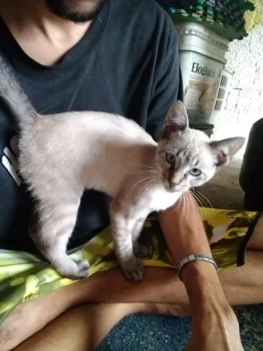 Doação gatinho cinza