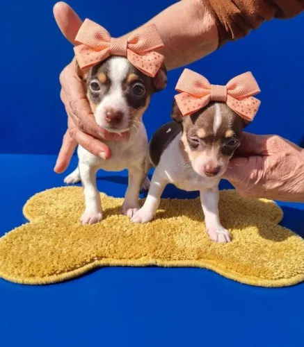 Lindas Pinscher Branco com Chocolate