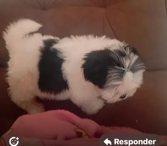 Shih tzu paciente
