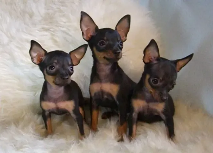 Pinscher A confiança nunca perguntou sobre tamanho.