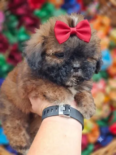 Lhasa apso bela fêmea com um ótimo precinho