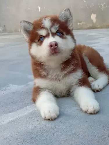 Husky siberiano práticos e rápidos