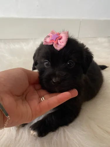 Lhasa apso filhote fêmea