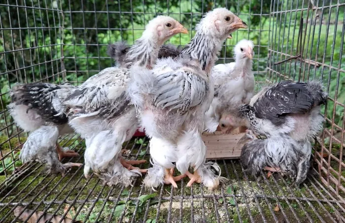 Franguinhos e Franguinhas de Brahma e Sedosa do Japão