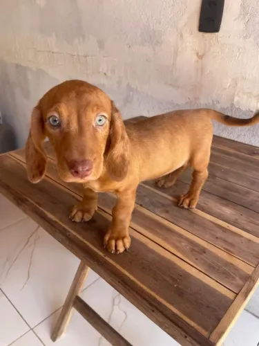 Queridinho dachshund o famoso salsichinha