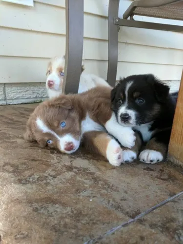 Border collie com inteligencia