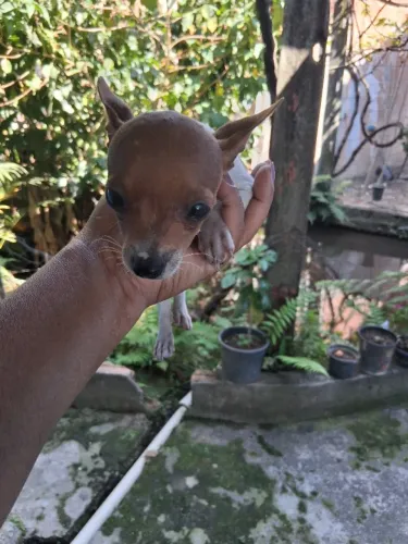 Tenho  um machinho e femea de pinche